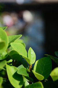 Close-up of plant