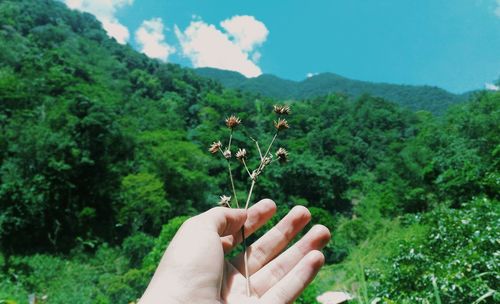 Cropped hand holding dry plant against trees