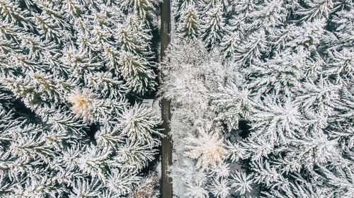 Full frame shot of pine tree during winter