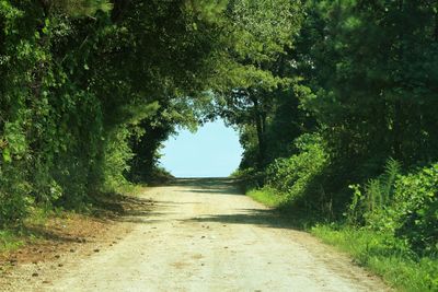 Narrow pathway along trees