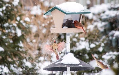 Close-up of bird perching on frozen house