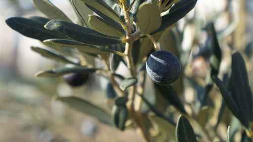 Close-up of fruit growing on plant