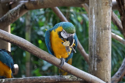 Close-up of parrot perching on wood