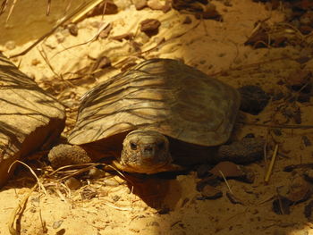 Close-up of turtle