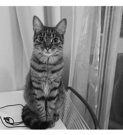 Portrait of cat sitting on floor