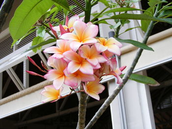 Low angle view of frangipani blooming against building