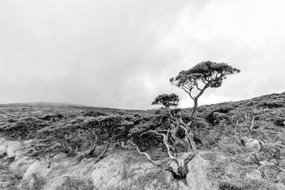 Plant growing on land against sky