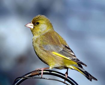 Close-up of a bird perching on a branch