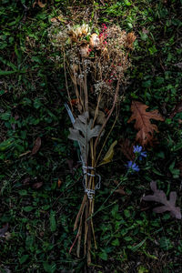 High angle view of plants during autumn