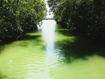 River amidst trees