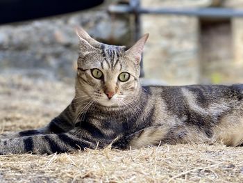 Close-up portrait of tabby cat