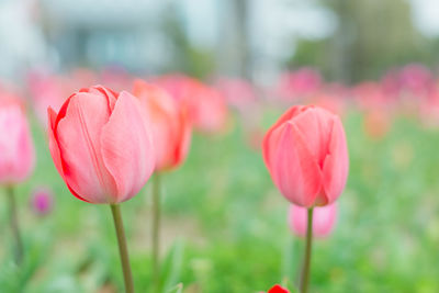 Close-up of pink tulips