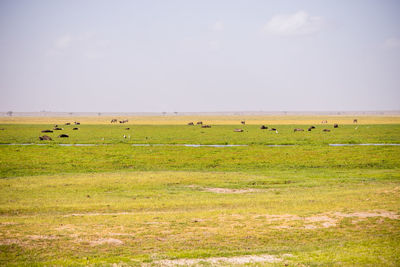 Scenic view of grassy field against sky