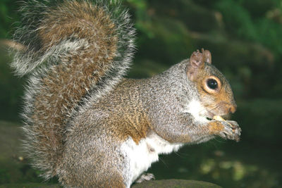 Close-up of squirrel