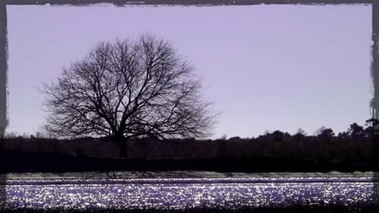 BARE TREES ON LANDSCAPE