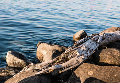 High angle view of driftwood on beach