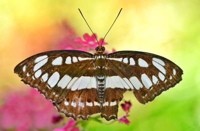 Close-up of butterfly on pink flower