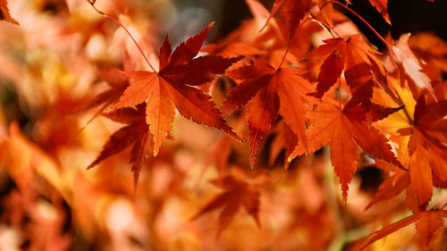Autumn japanese maple leaves displayed with spot light on black background.