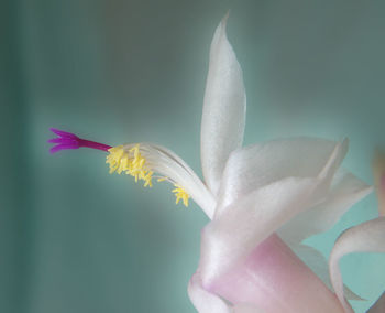 Close-up of flower blooming outdoors