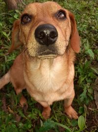 Close-up portrait of dog on field