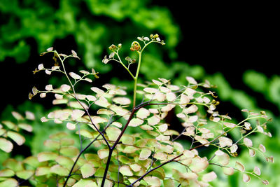 Close-up of plant