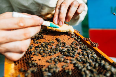 Close-up of bee on hand