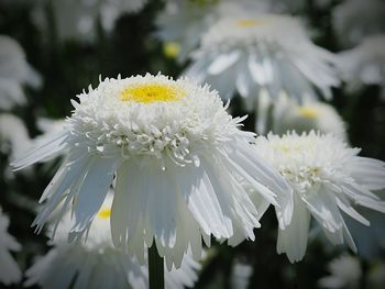 Close-up of white flowers