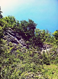 Low angle view of trees
