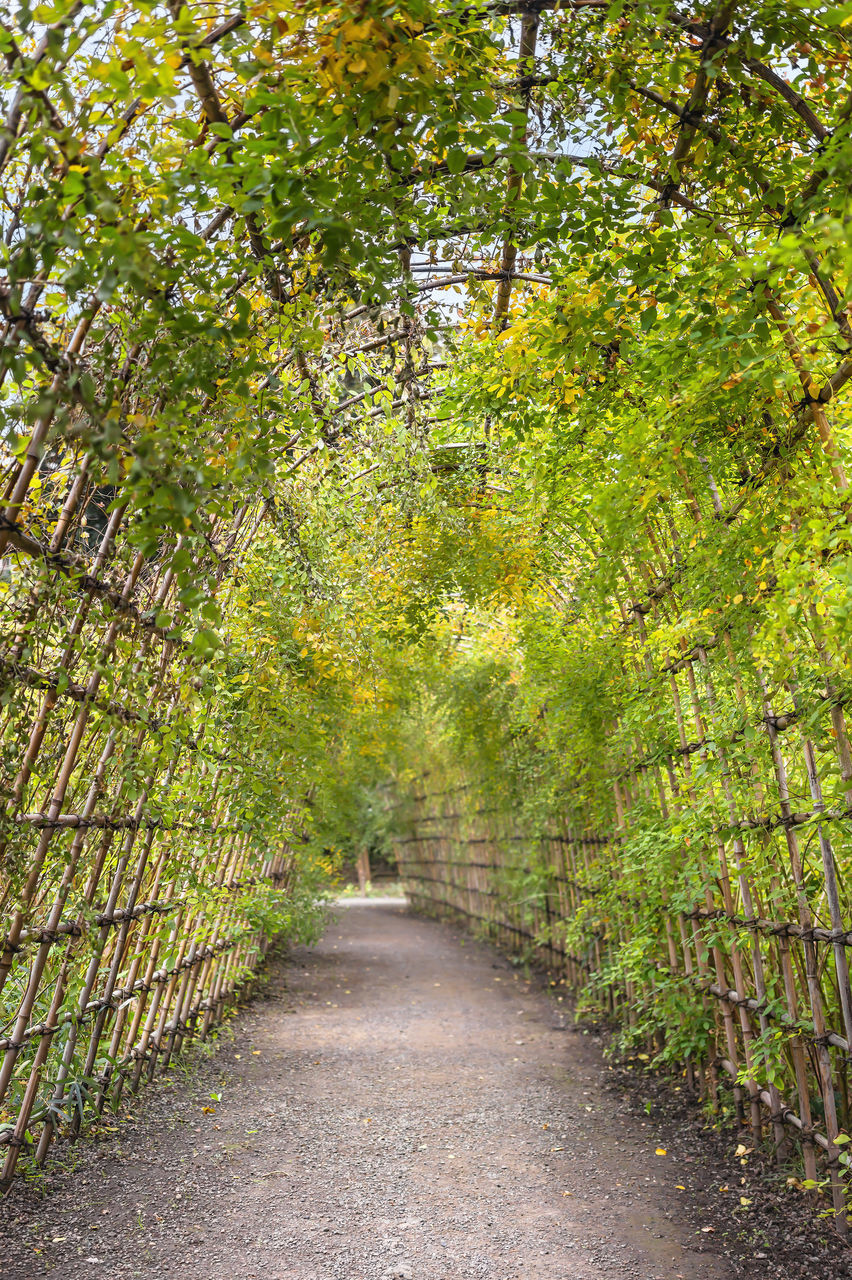 plant, the way forward, leaf, tree, green, footpath, growth, autumn, beauty in nature, woodland, nature, sunlight, diminishing perspective, day, no people, tranquility, land, outdoors, road, vanishing point, forest, garden, tranquil scene, flower, lush foliage, scenics - nature, foliage, transportation, grass, plant part, shrub