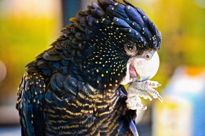 Close-up of bird