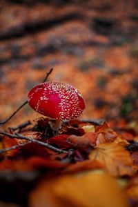 Close-up of fly agaric mushroom on field