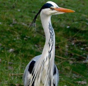 Close-up of a bird