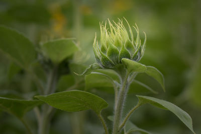 Close-up of flower buds growing outdoors