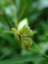 Close-up of flower bud