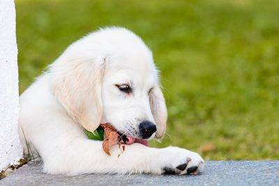 Close-up of a dog looking away