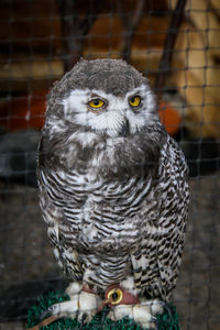 Portrait of owl perching in cage