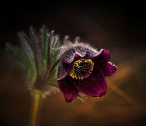 Close-up of purple flowering plant