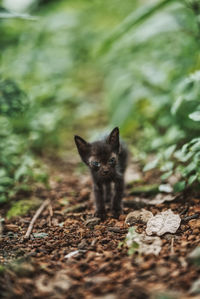 Portrait of a cat on field