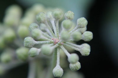 Close-up of flower buds growing outdoors