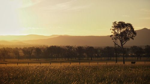 Scenic view of field against sky