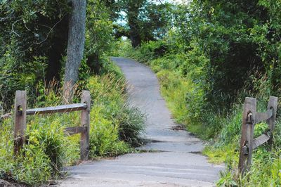 Walkway amidst trees in forest