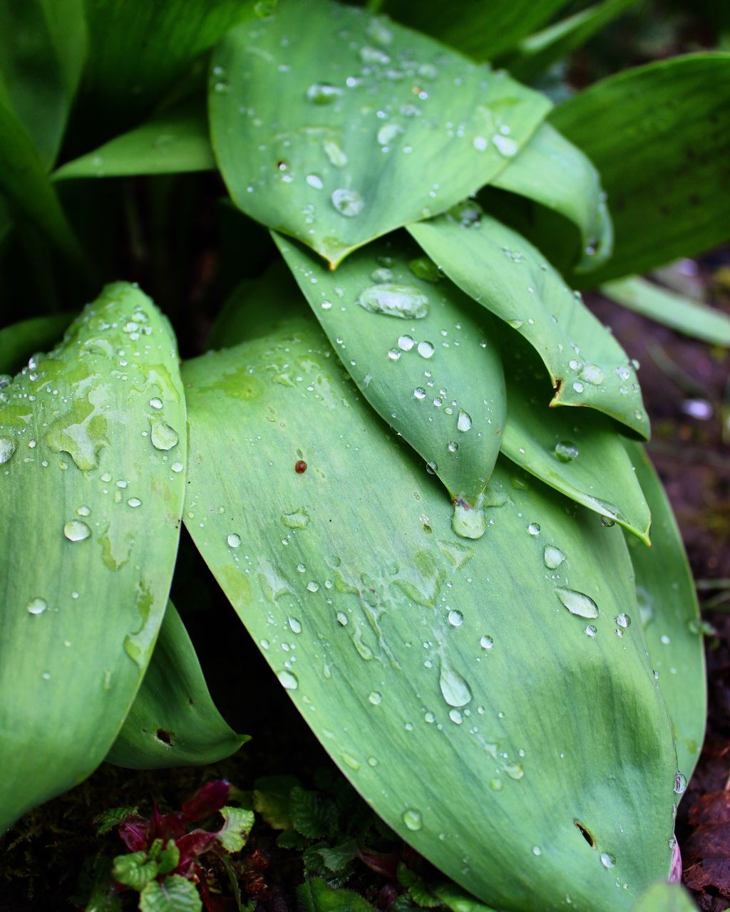 drop, wet, green color, water, leaf, close-up, plant, plant part, growth, no people, beauty in nature, nature, freshness, day, rain, fragility, vulnerability, outdoors, dew, purity, raindrop, rainy season, leaves