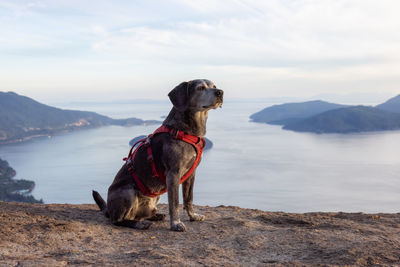 Dog looking away while standing on lake against sky