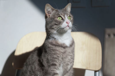 Portrait of cat sitting on chair