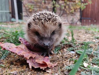 Close-up of an animal on field