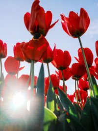 red