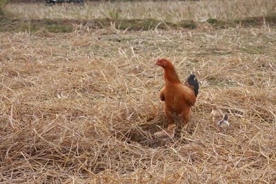 View of a bird on field