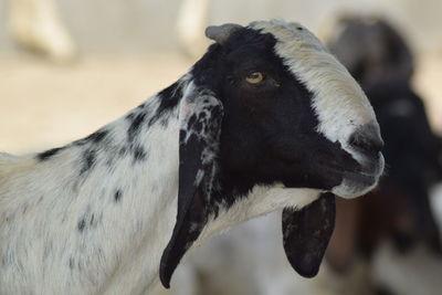 Close-up of a goat