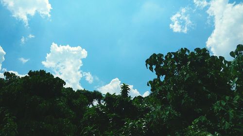 Low angle view of trees against sky