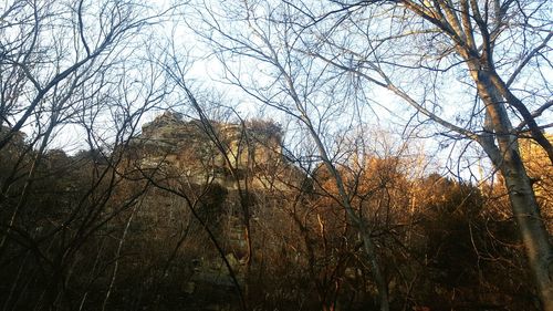 Low angle view of bare trees in forest during winter